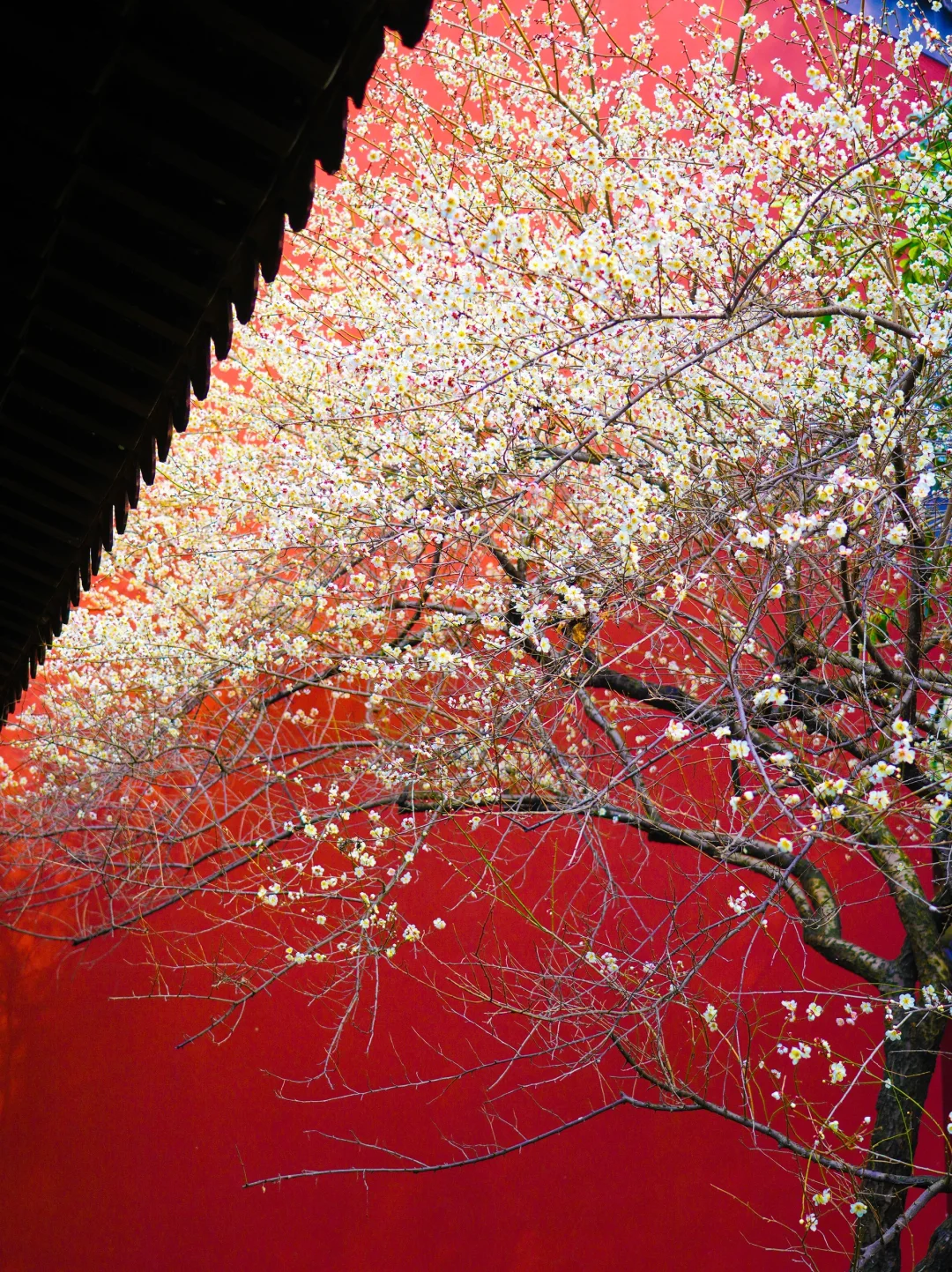 2.17梅花实拍！不累的懒人西湖一圈赏梅路线