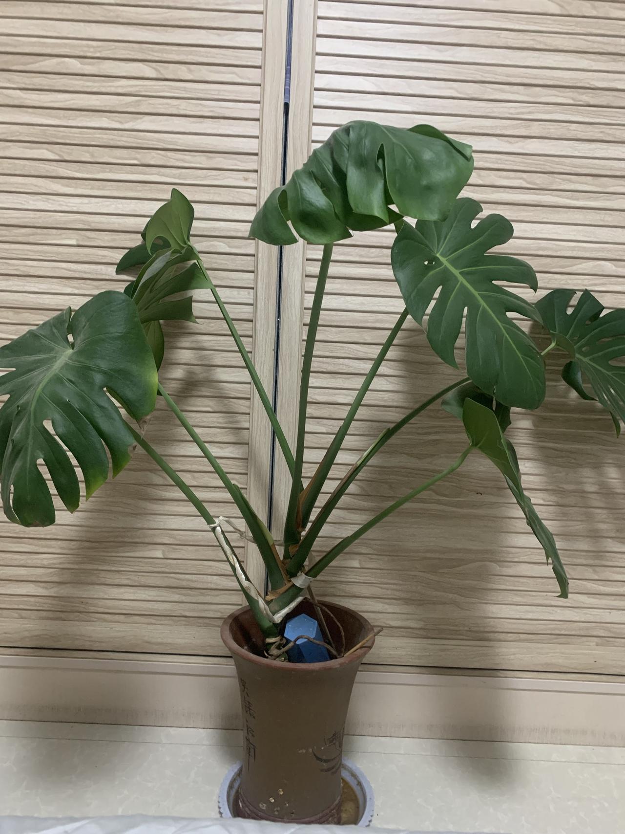 瞧瞧我的龟背竹
龟背竹是天南星科常绿藤本植物，因叶片像龟背、茎节像竹子而得名，是