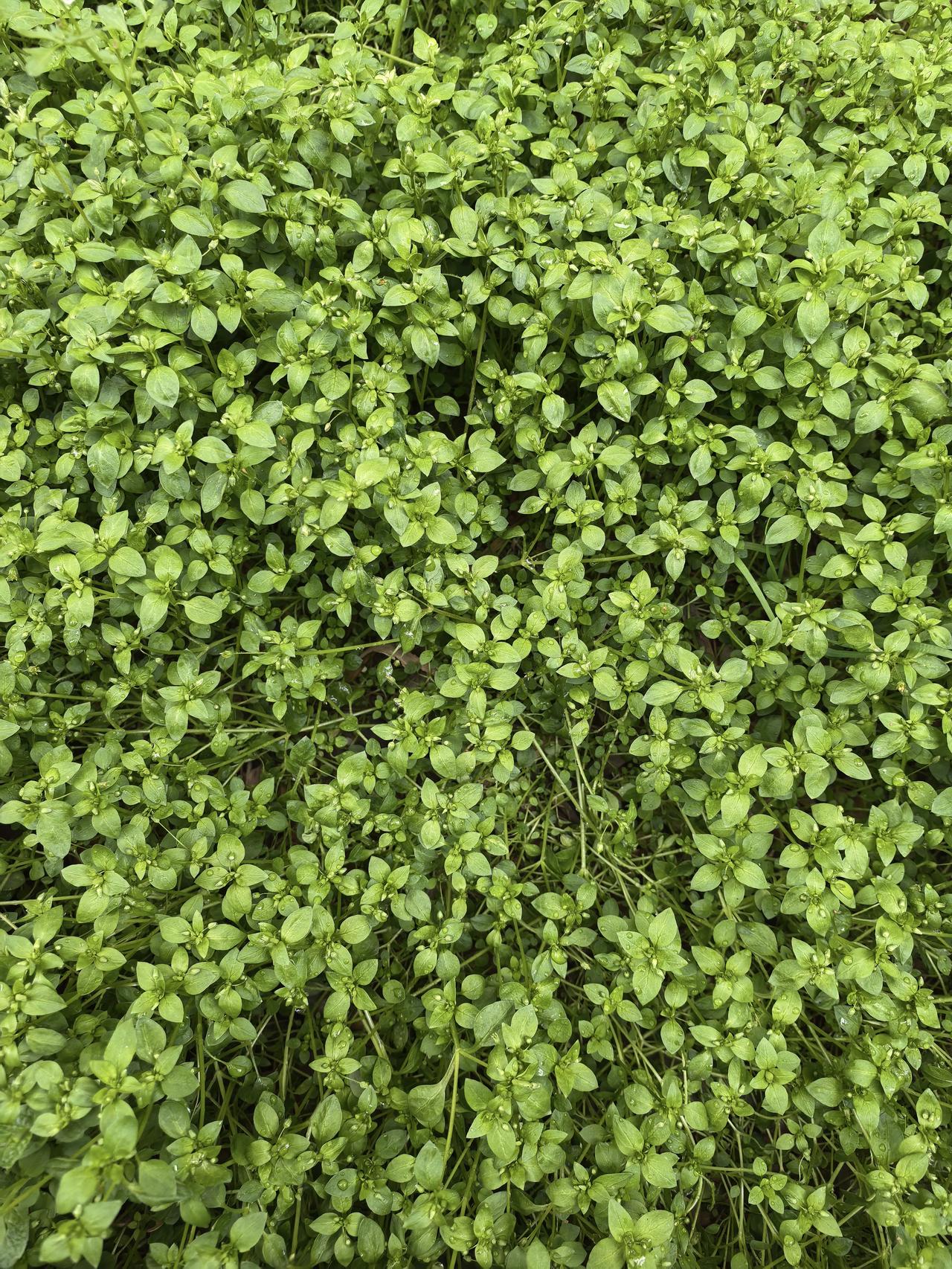 不知道这个是什么草？生命力超强，冬天不怕冻，大雪覆盖也冻不死，还能长这么茂盛，韮