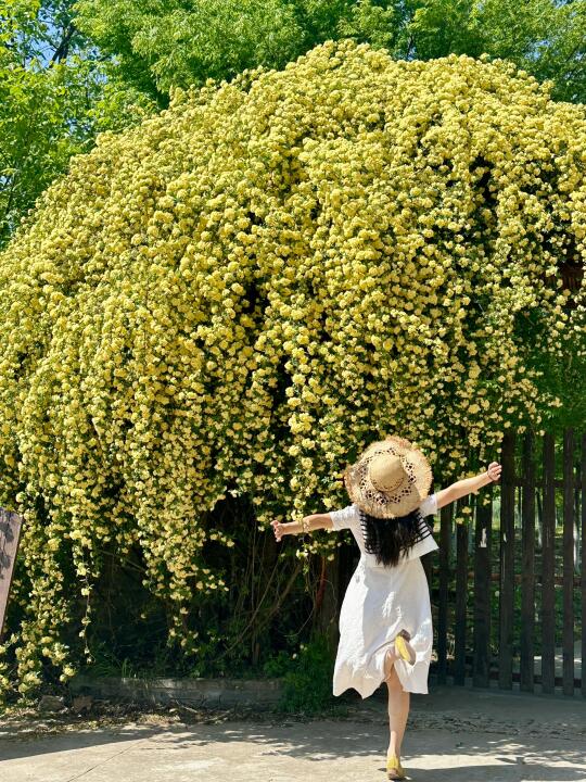 4.15实况‼️合肥黄木香瀑布浓度已达1000% 🌼