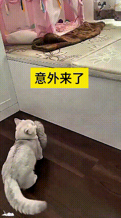 猫妈费劲巴拉想把崽子叼炕上去，一顿操作猛如虎
结果没叼稳，哐一下直接给小猫摔地上