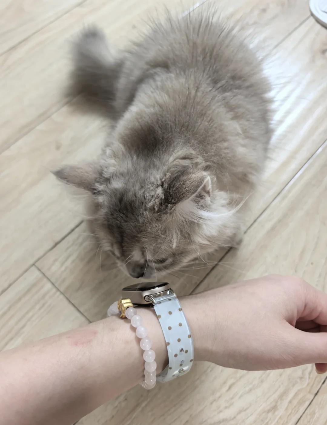 小猫先来品鉴我的新表带😆
谁能拒绝温柔的浅蓝波点表带！
半透明的材质清清爽爽，