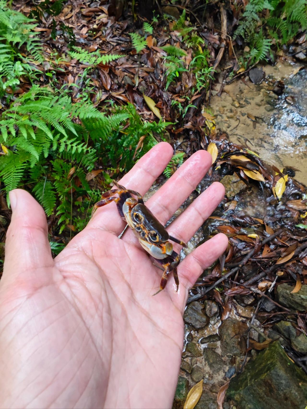 爬山的另类玩法：小溪抓螃蟹
在本地山上某处人迹罕至的小溪里匿藏着一个螃蟹窝，感觉
