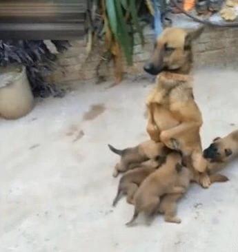 狗妈妈为让自己的孩子喝奶舒服，居然坐着喂奶。小狗狗们喝奶的时候，狗妈妈非常的辛苦