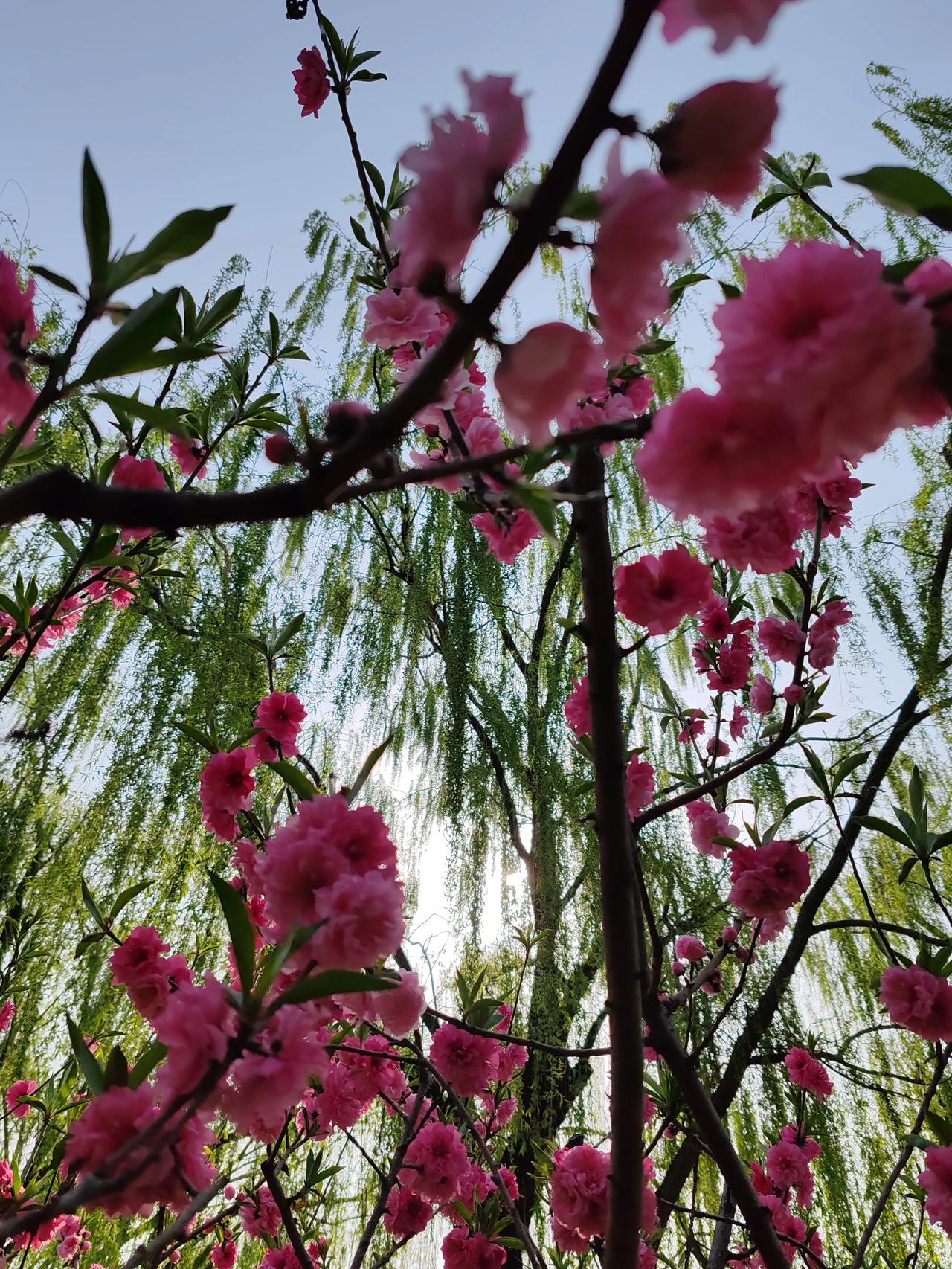 晒图笔记大赛春日随手拍。