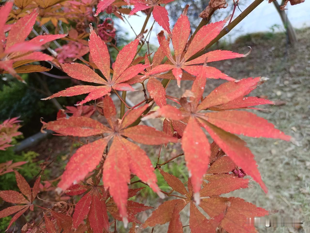 双亲远在故乡地，
岁月悄逝容颜改。
梦中常忆儿时景，
思念无尽泪满腮。