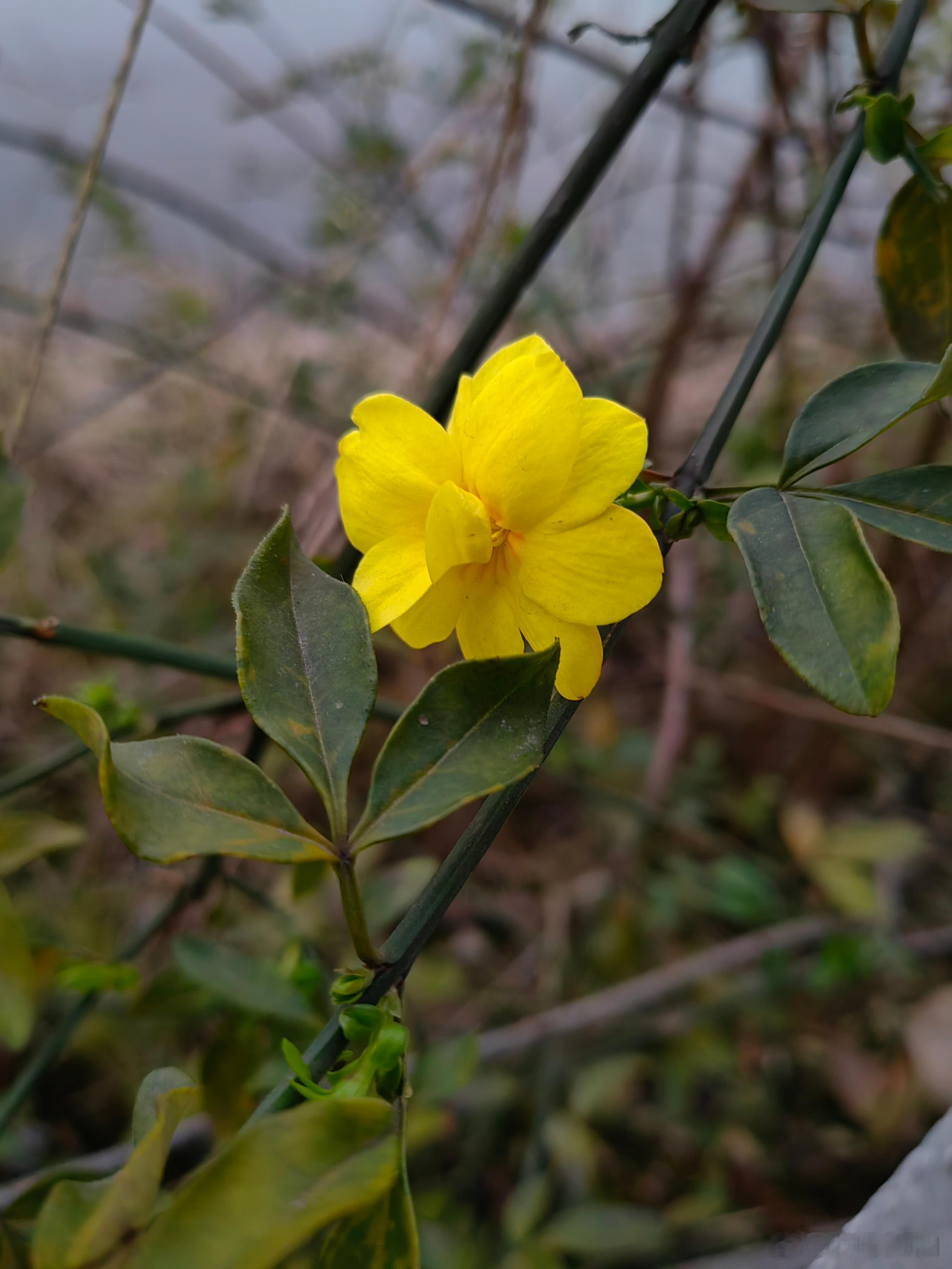 今年春天的第一朵迎春开花了。（虽然春天还没来到……） 