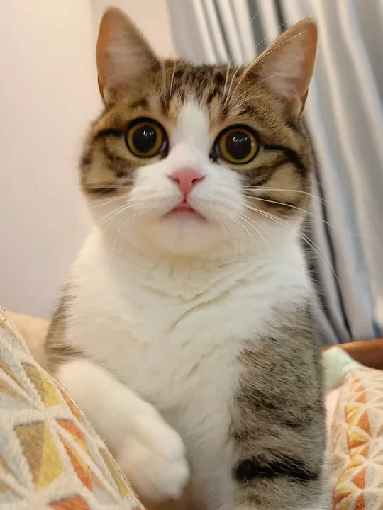 甜美的土豆也犯所有咪会犯的错