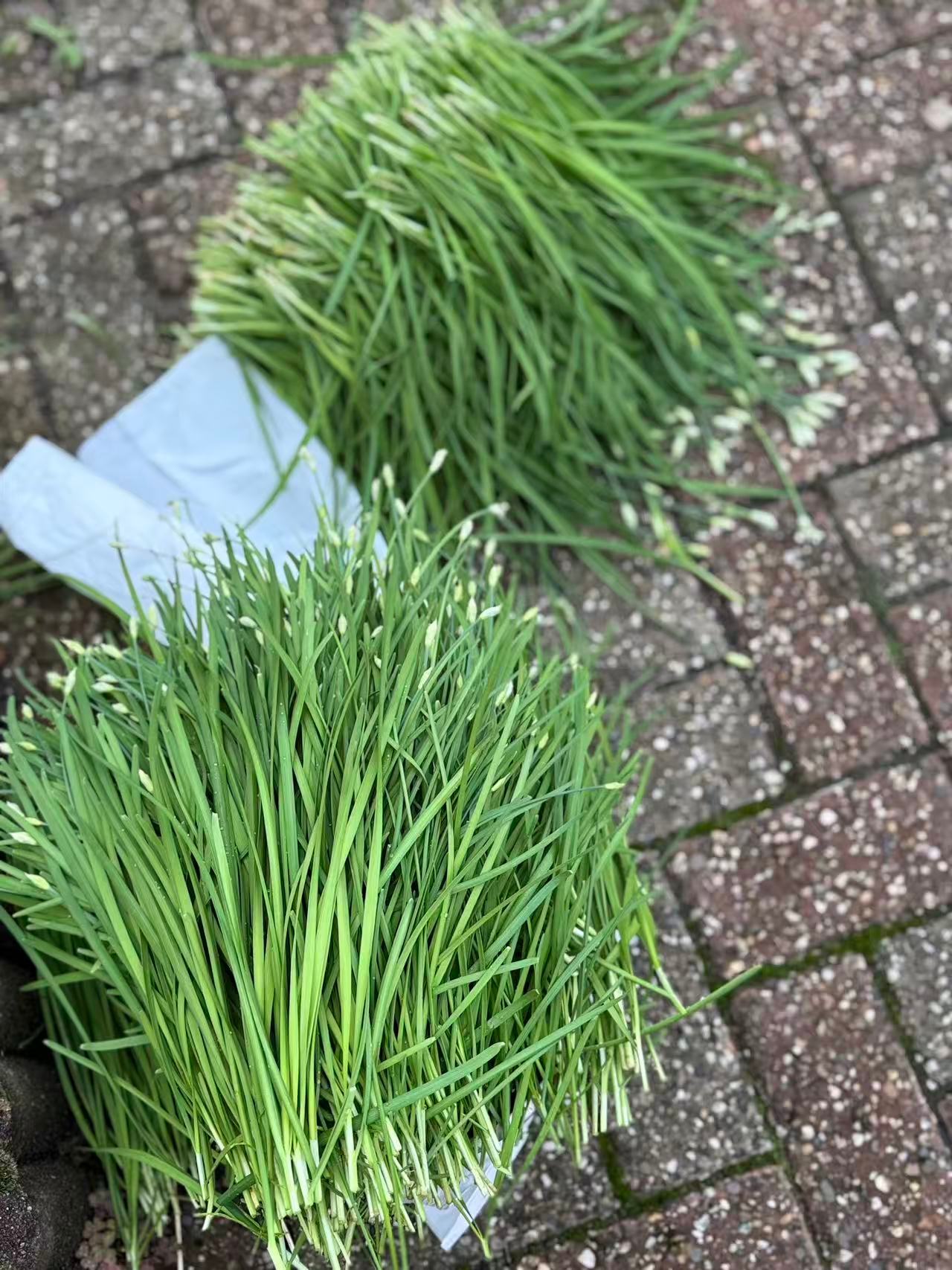 我的韭菜应该是今年最后一波了，赶紧剪下来做一波韭菜饺子🥟，还有我的PM营养素也