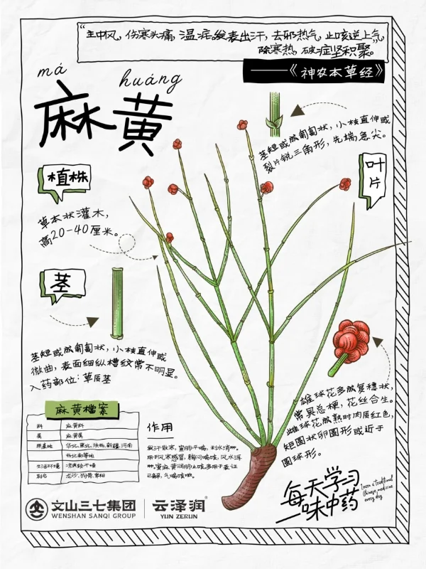 👉🏻每天学习一味中药｜麻黄