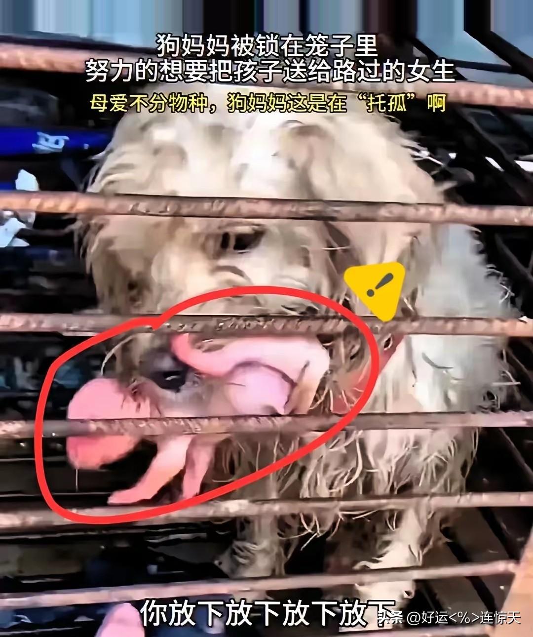 一只母狗在狗肉馆产崽，叼着刚出生幼崽求人收养看哭路人
 
你说这事儿多揪心！一只