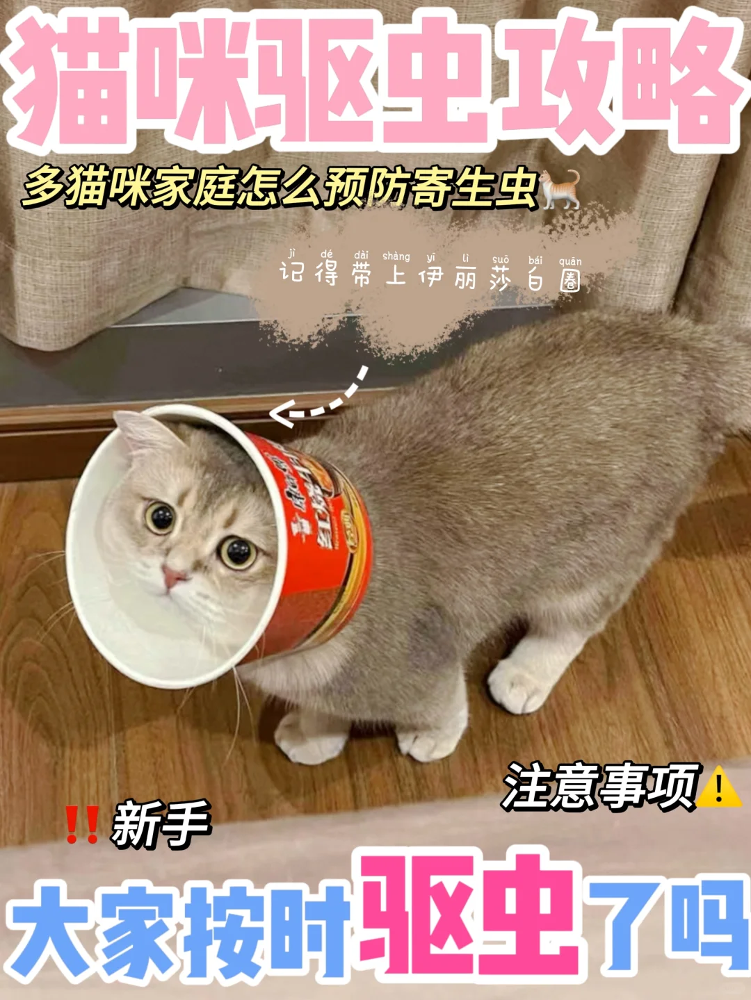 驱虫攻略|多猫咪家庭怎么预防寄生虫