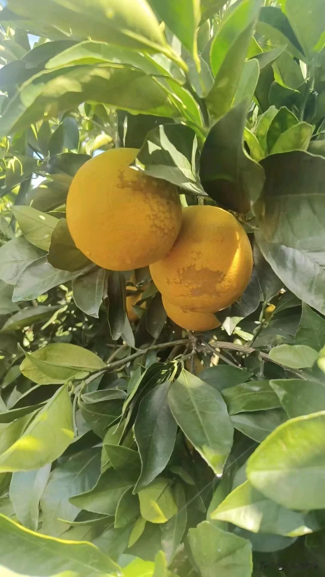 Each mountain has its own scenery , peop