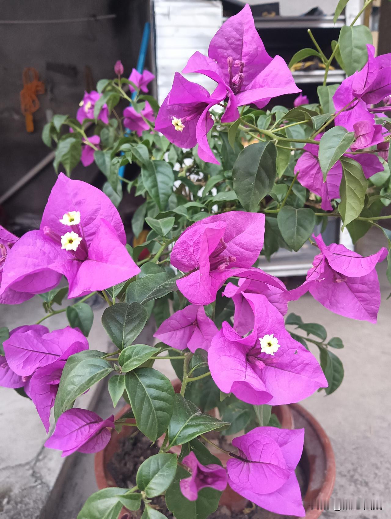 惊艳的紫藤花，绽放在阳台上，美不胜收！🌸🌸🌸