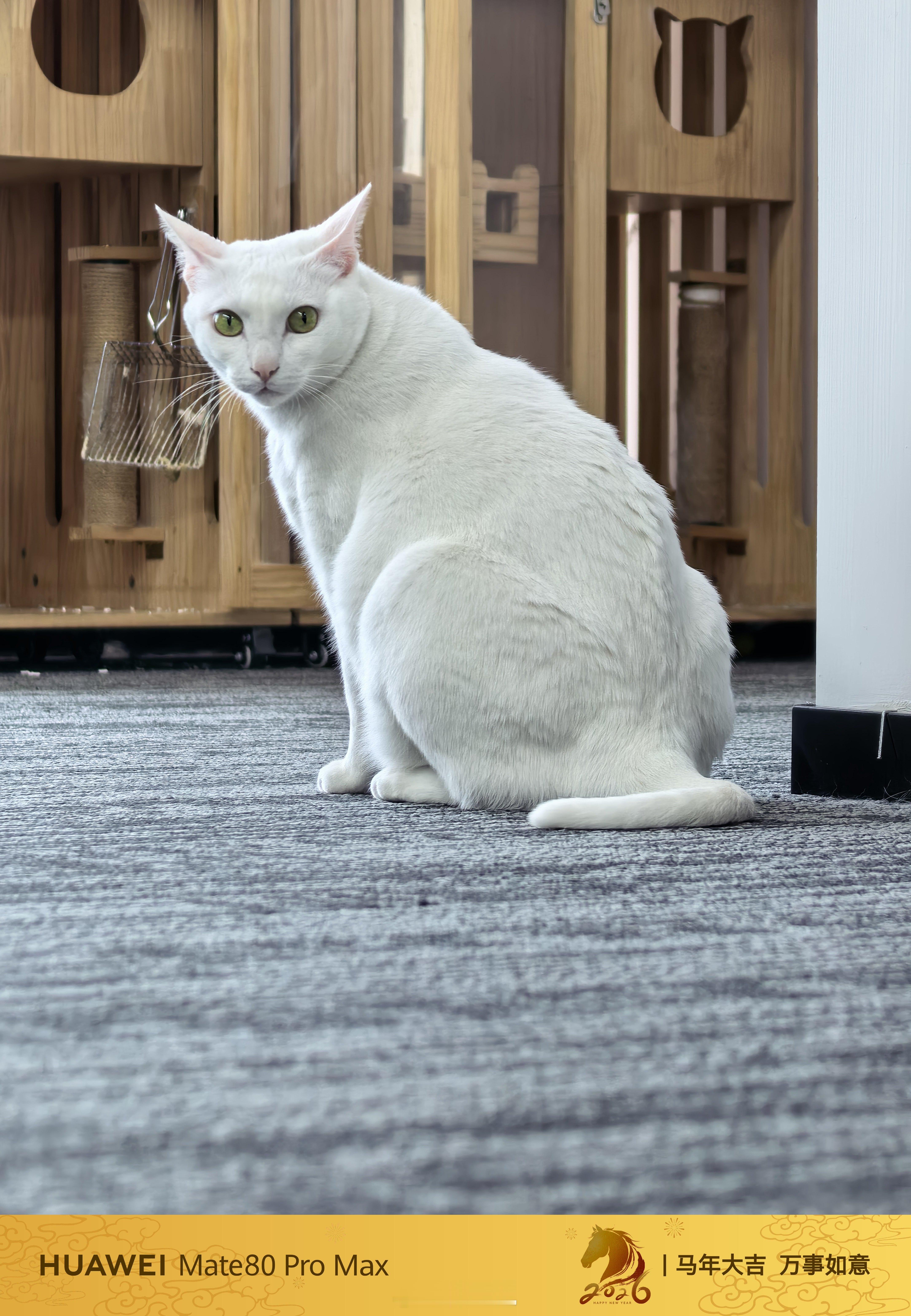 还有2周就过年了，各家的新春水印也端了上来，拍出来的照片感觉自带一种“年味”，还