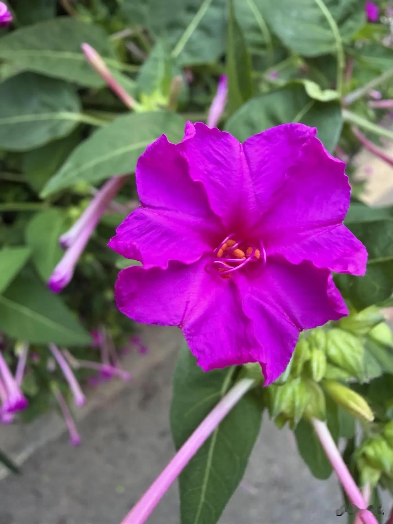 以花为友，交换一张相册里的花花草草。