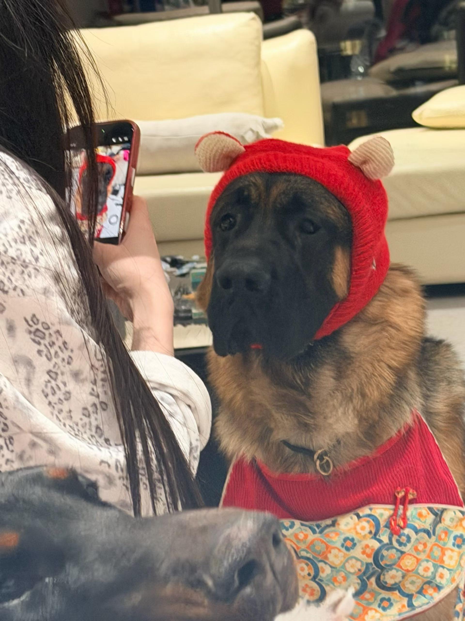 一张照片证明你的宠物被你养的很好