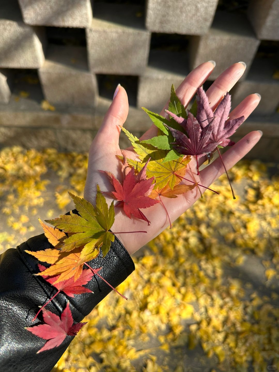 抓到秋天了｜我们崂山很美呀