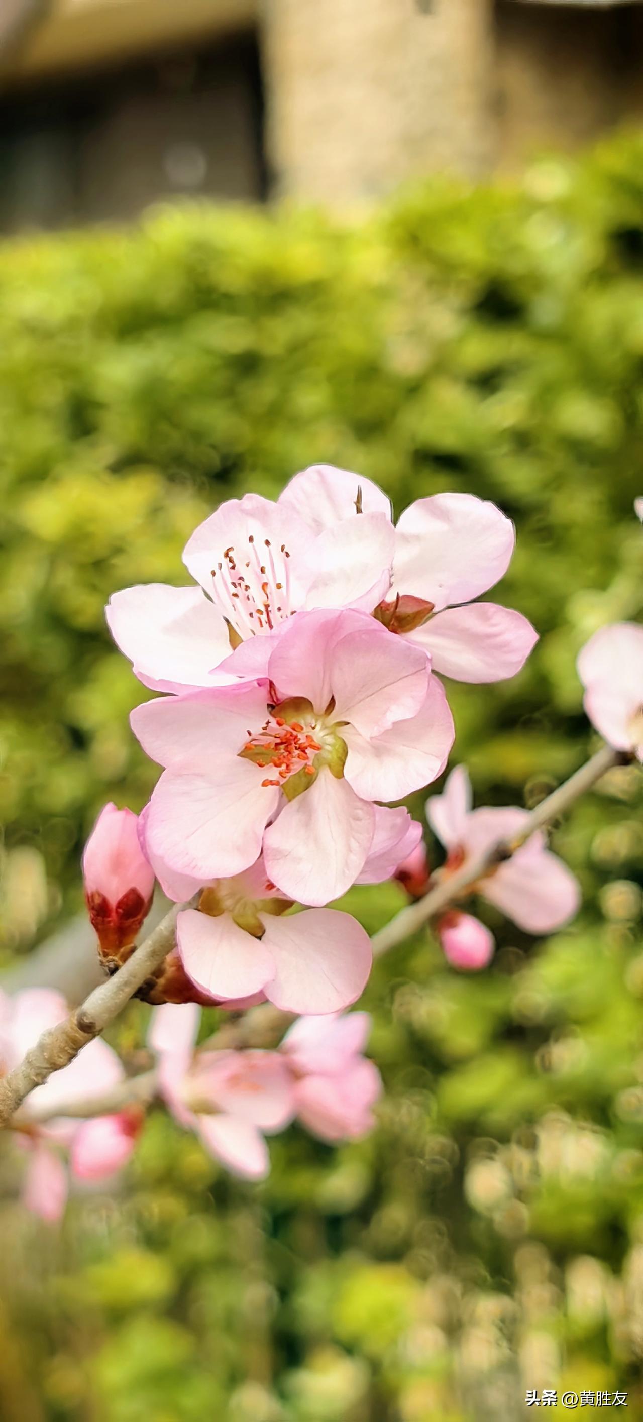 分享一张你相册的拍的花北京的春天来了。俺家门口的樱花和桃花。今年桃花旺盛，祝评论