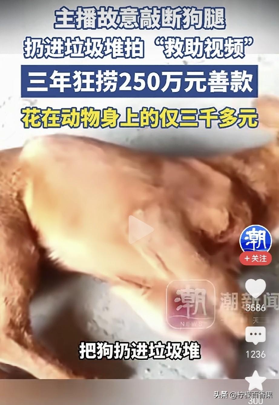 谁能想到，镜头里催人泪下的流浪动物救助，从头到尾都是一场精心策划的骗局！
 
主