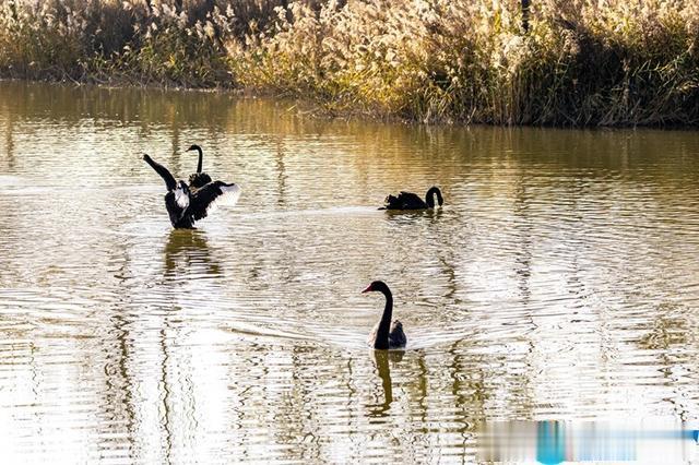 |图集丨郑州南裹头黄河湿地 美丽的黑天鹅来“度假”了
