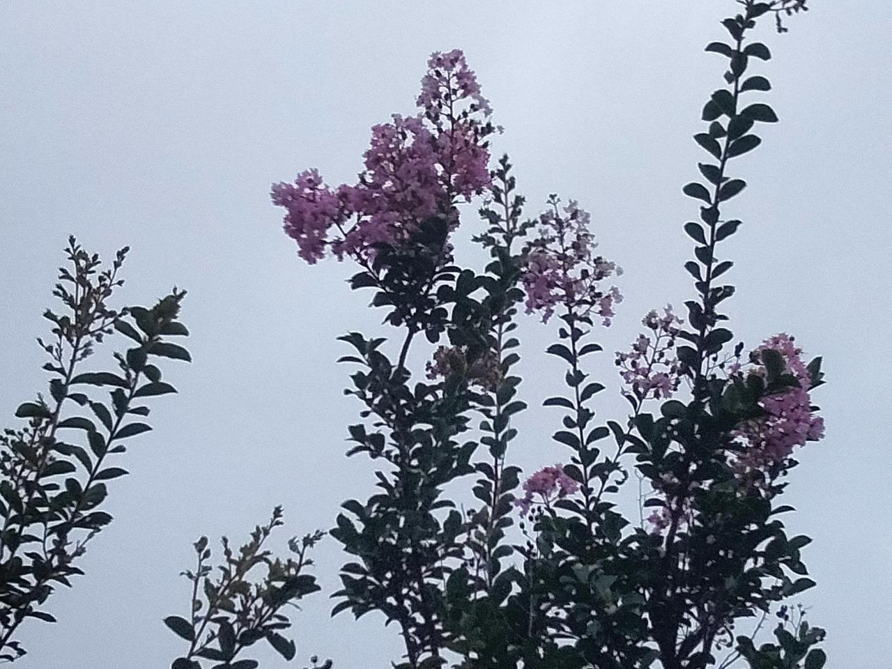 随手拍的紫薇花分享早晚紫薇花。