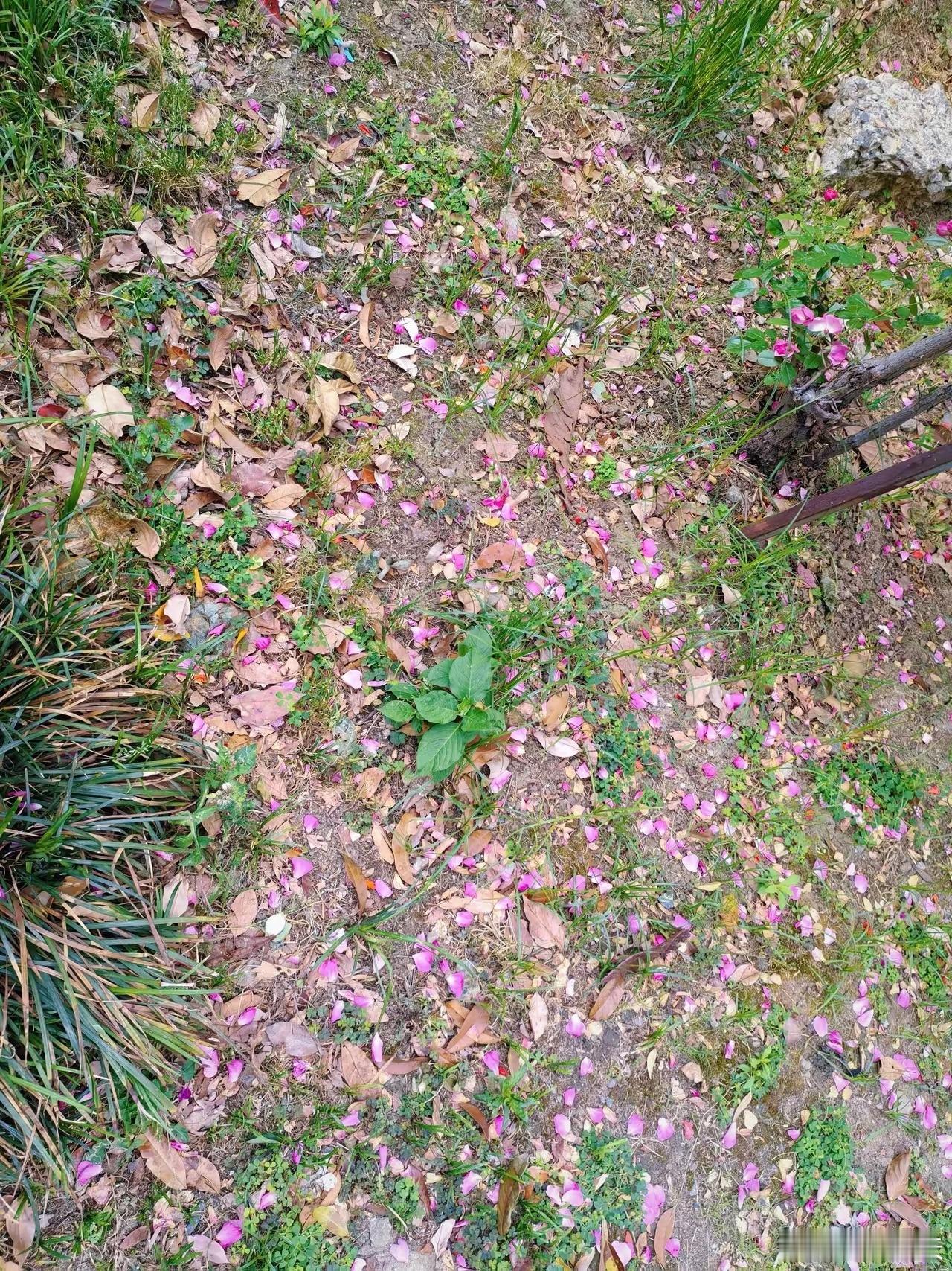 花落在地上，像是又开了一遍。 ​​​