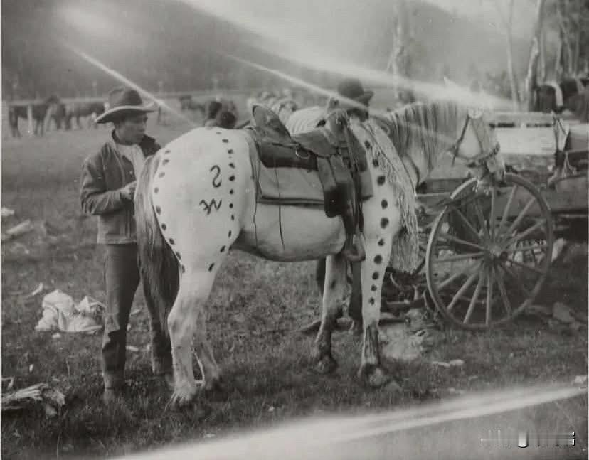 这张罕见的历史照片拍摄于 1930年加拿大艾伯塔省（Alberta, Canad