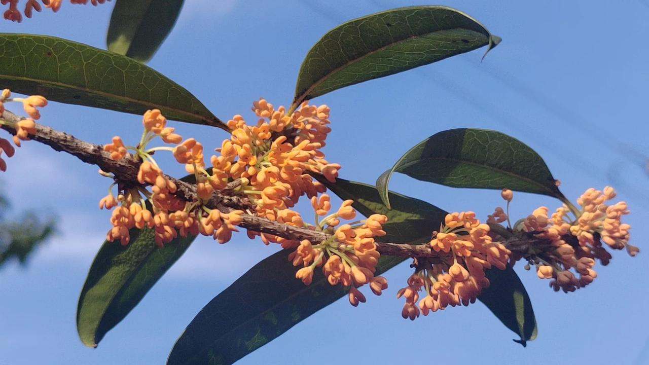今年的桂花虽然姗姗来迟，但依然还是绽放了。
院里的丹桂，在有风有阳光的时候，散发