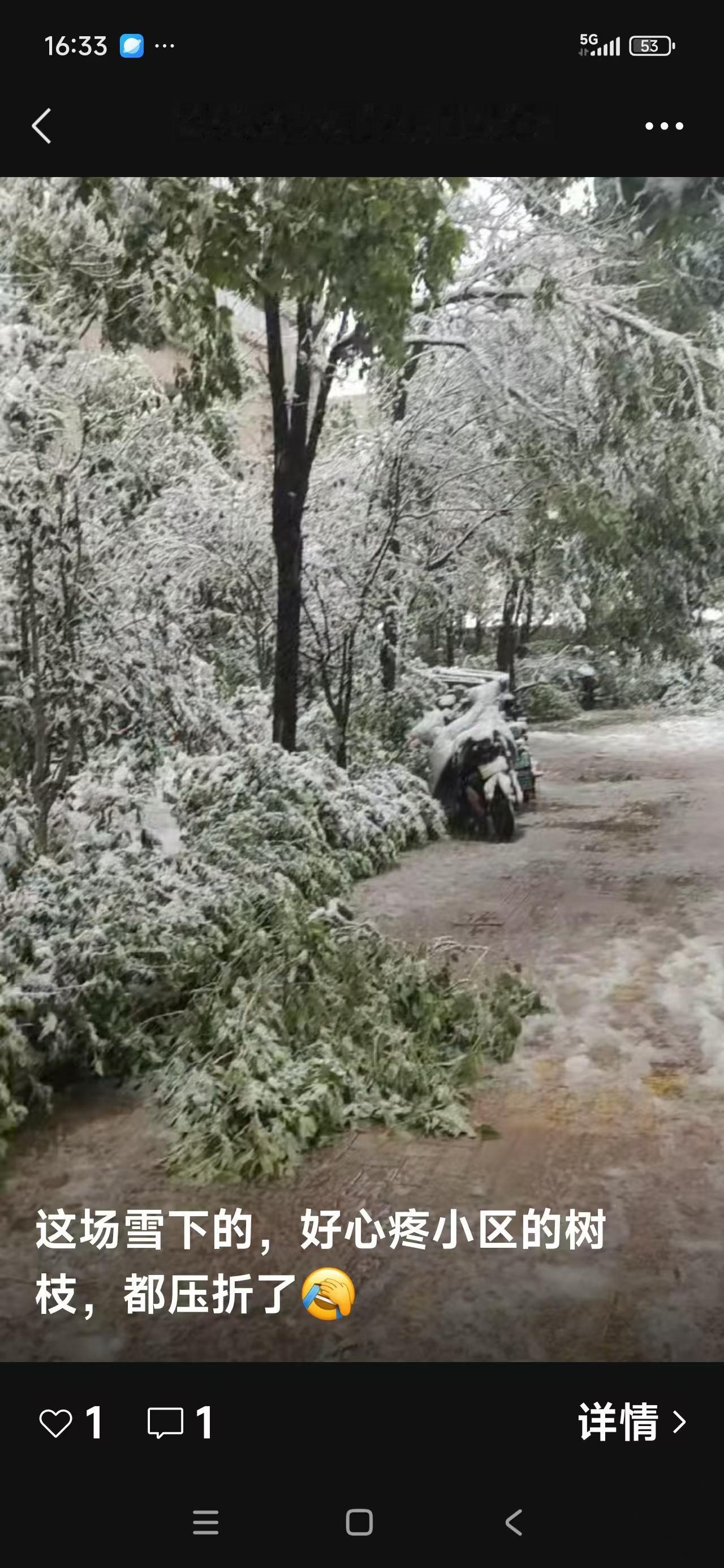 早上推开窗就看见外头飘雪了，地上薄薄铺了一层，踩上去软软的还带点咯吱响。楼下的树
