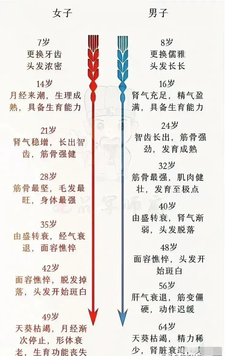 女生和男生的生长发育过程竟然有这么大的差别？今天让我们一起来揭晓男女生长发育的神