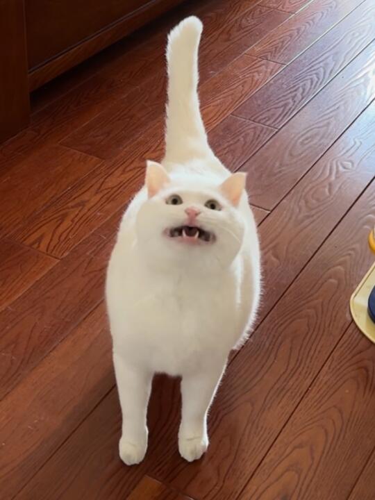看嘴型猜小猫在说什么