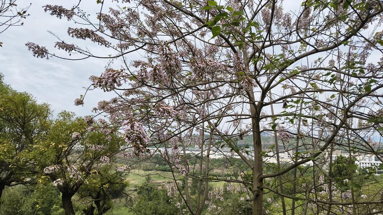 据外媒报道，白宫主人今天在接受《每日电讯报》专访时说：他一直知道认为是“纸老虎”