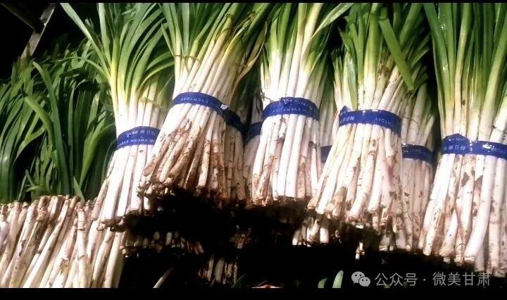 陇西韭菜，堪比象牙翡翠，比甘谷韭菜好吃多了