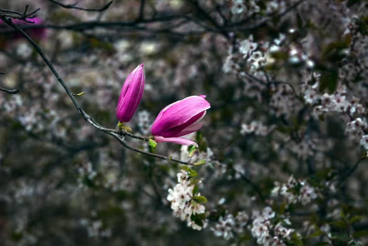 漂亮话虽然我不擅长，但踏实做事擅长
 
我这人嘴笨，向来不会说什么漂亮话，也学不