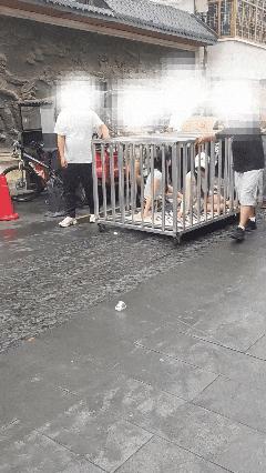 又是摆拍流量博，
游街嘶喊穷吆喝；
好奇围观皆瞠目，
一对时尚关囚车。
标榜谓之