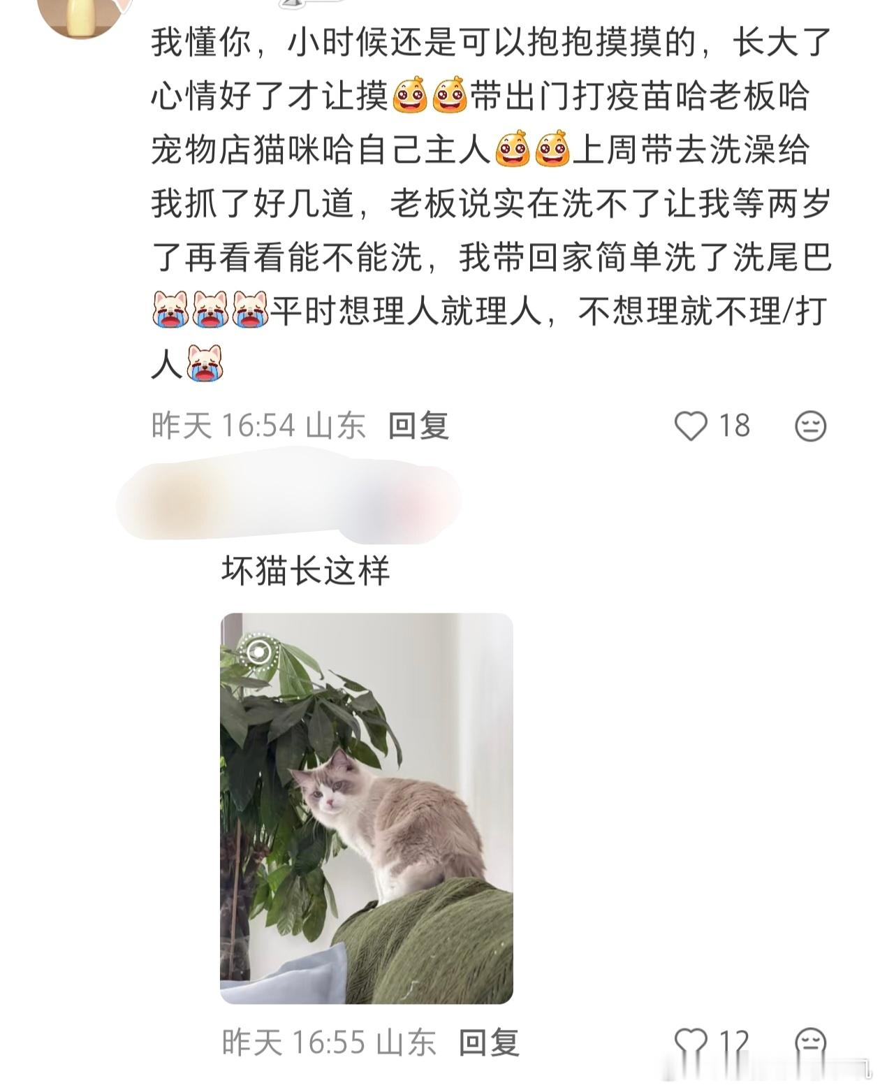 发帖的是一条线，p2是狗鸡屎，p3是六葱 