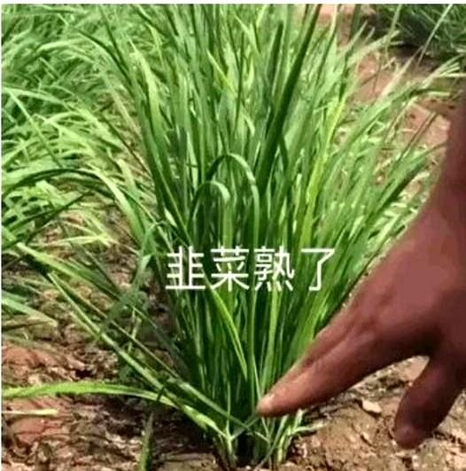 巴甲还是熟悉的味道，本来人家踢得好好的，主任一开就没好事。

昨天帕尔梅拉斯，主