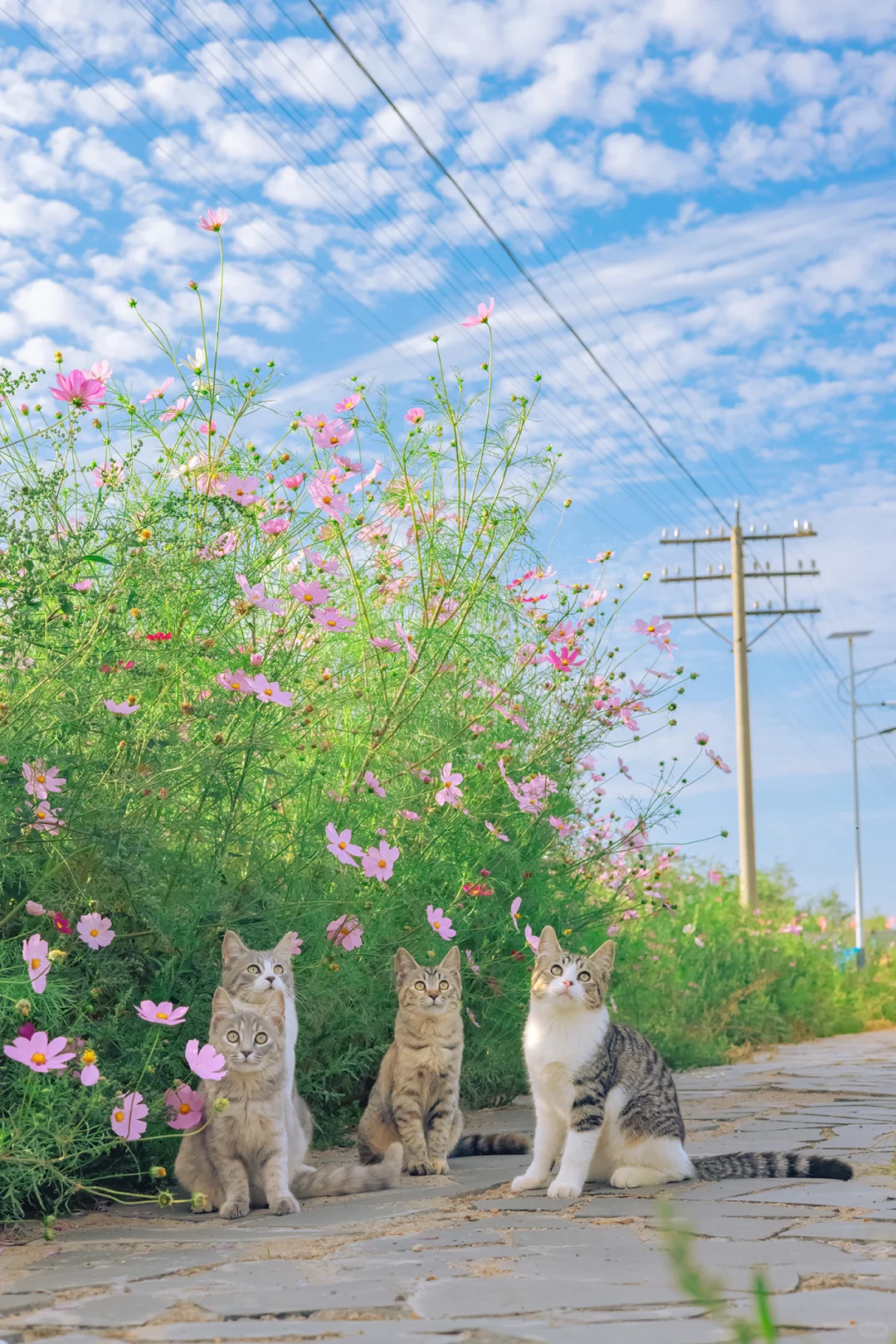 昨天银河猫猫的清晰照来啦