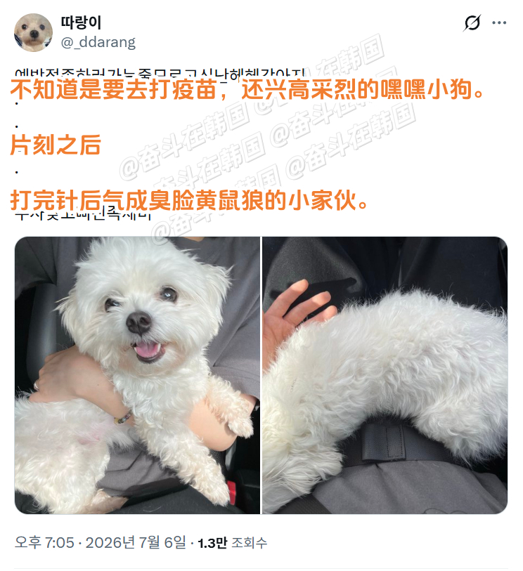 出门前还不知道是要去打针的小狗 海外新鲜事 热点现场