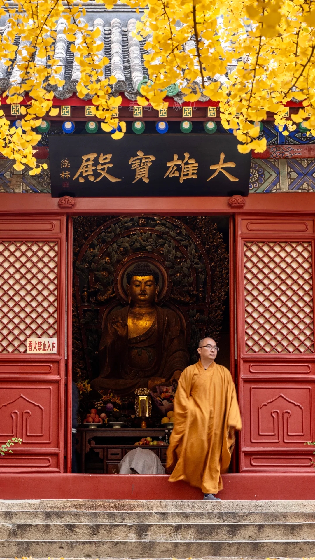 昌平和平寺银杏：抓拍到法师的人生照片