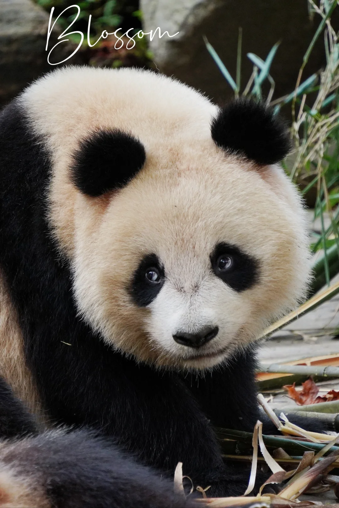 240805 小八眼神一转，动起了坏心思