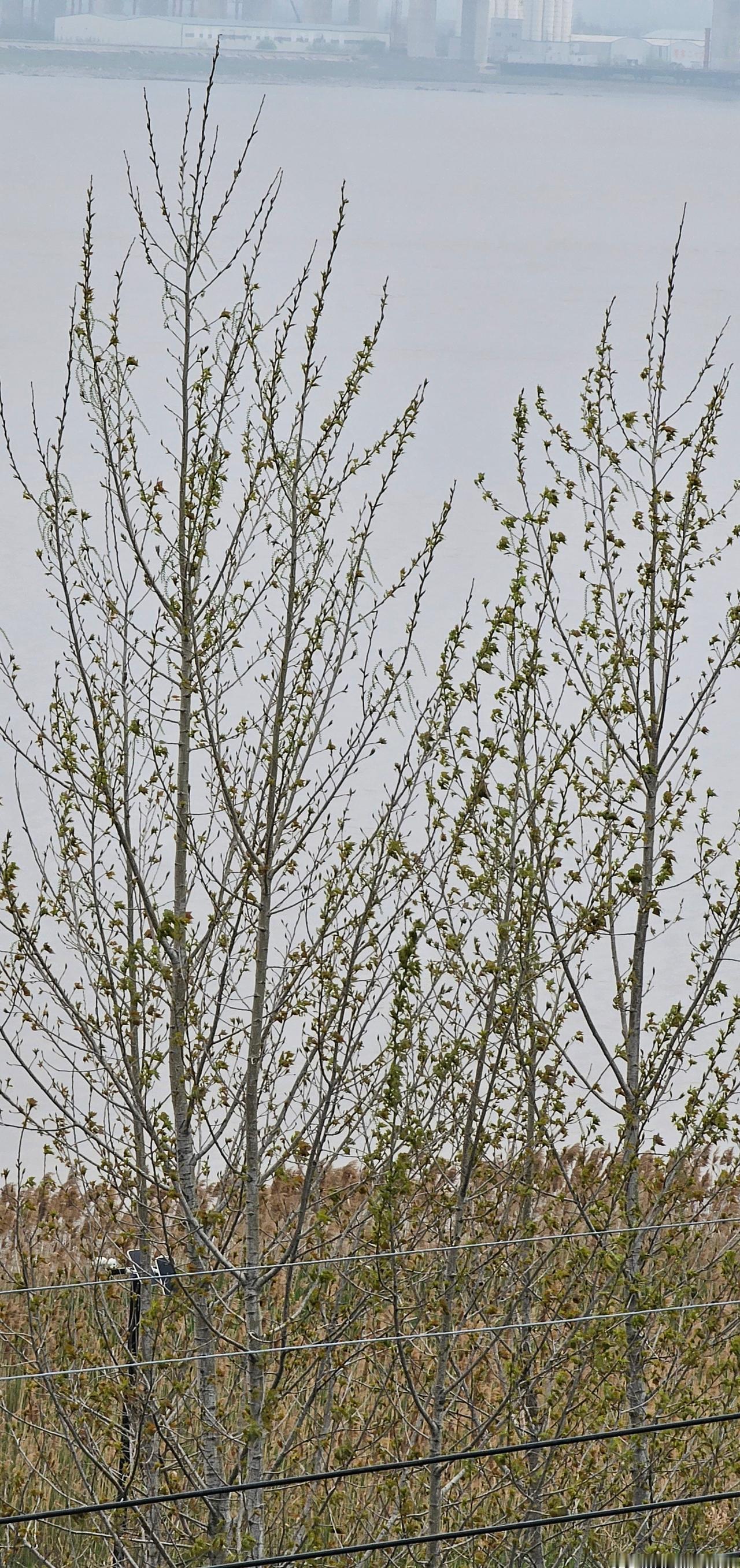 多云。 （4.10）阴天。 ​​​