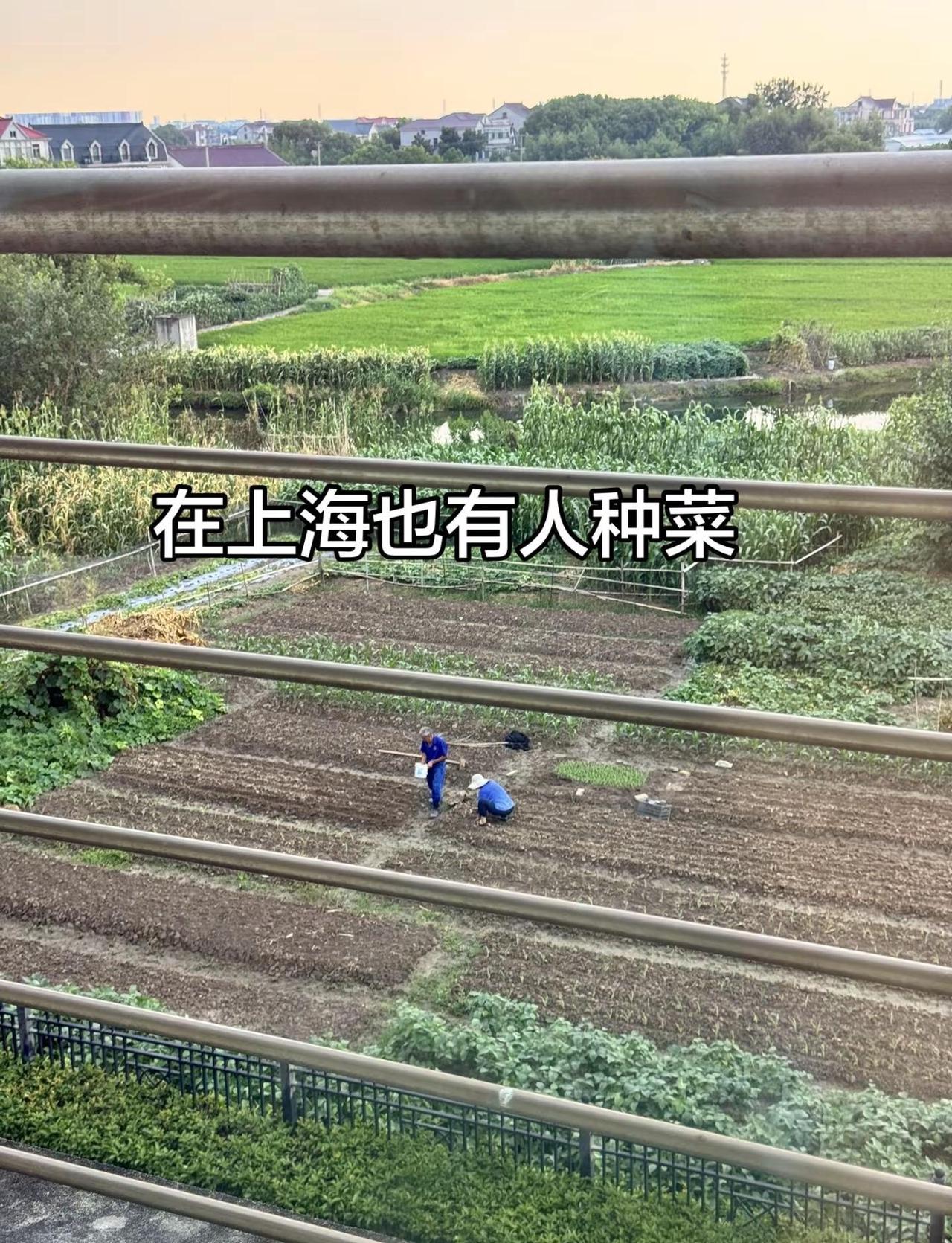 怎么感觉像是另一片天上海