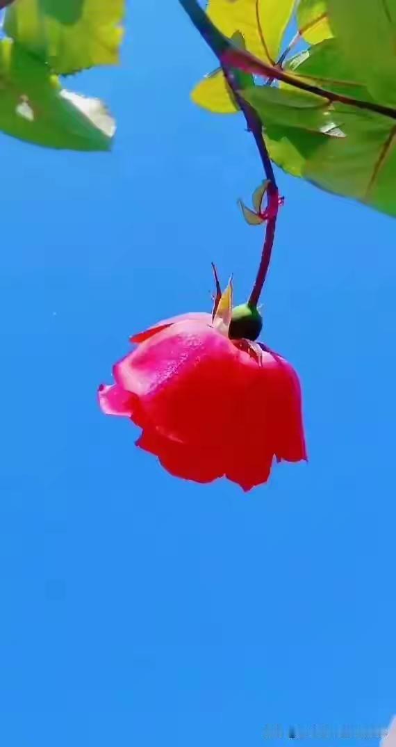 一支独秀