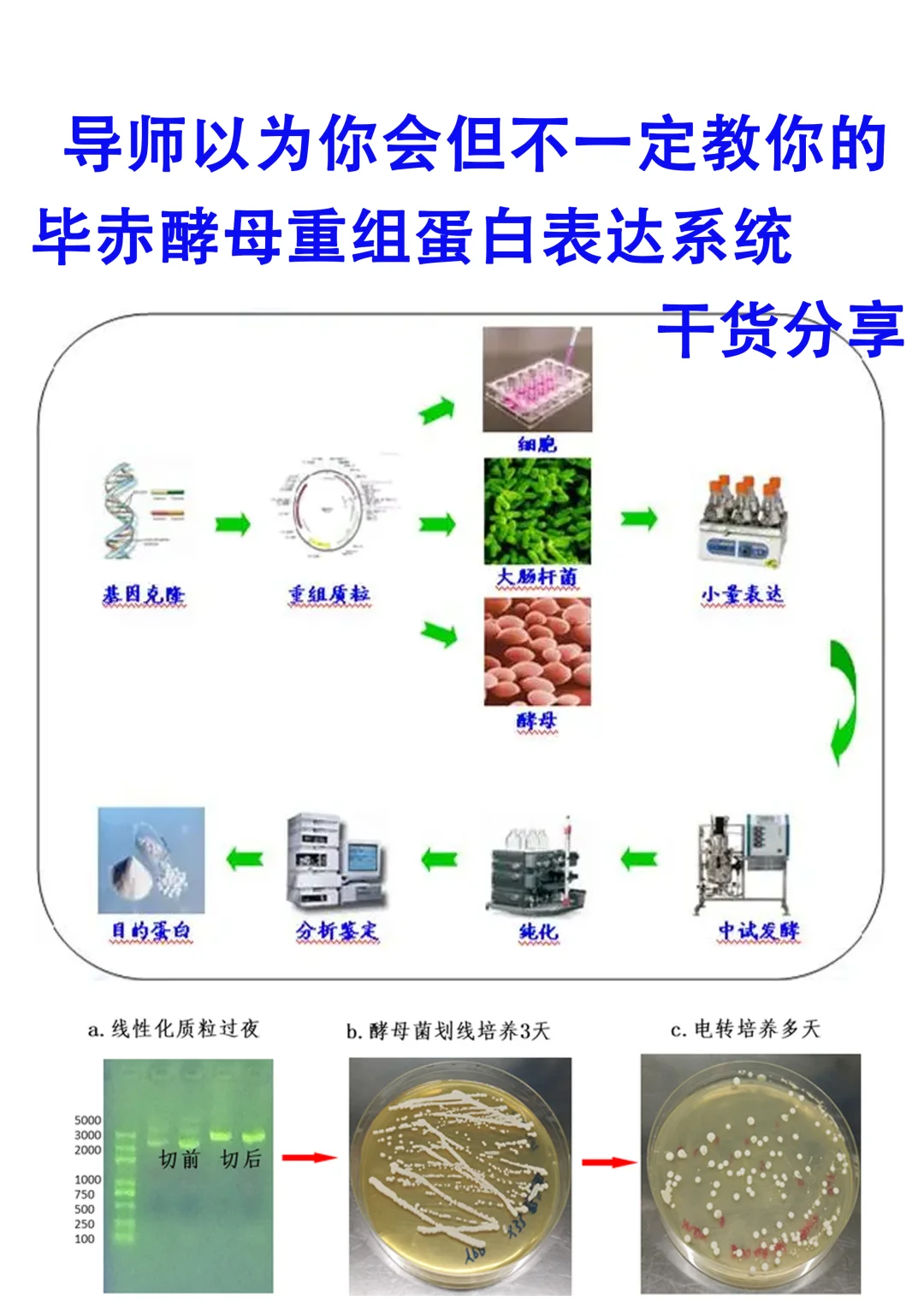 导师以为你会但不一定教你的重组蛋白表达系