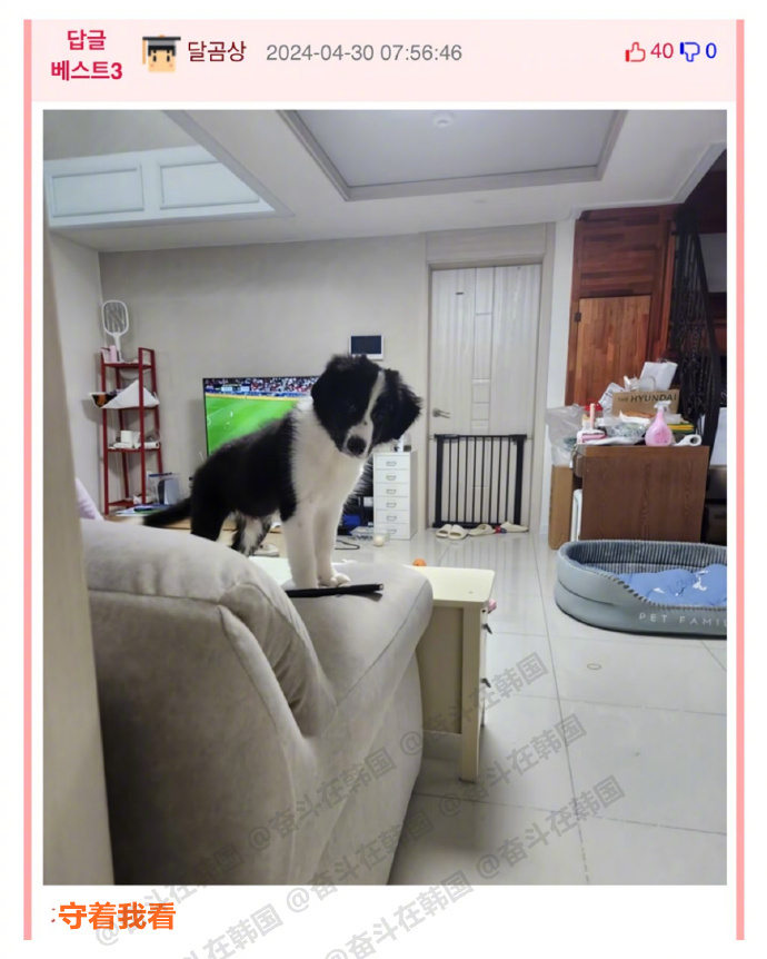 凌晨去厕所的时候，小狗就会跟着来~ 海外新鲜事 热点现场 狗好，狗保护人~ 