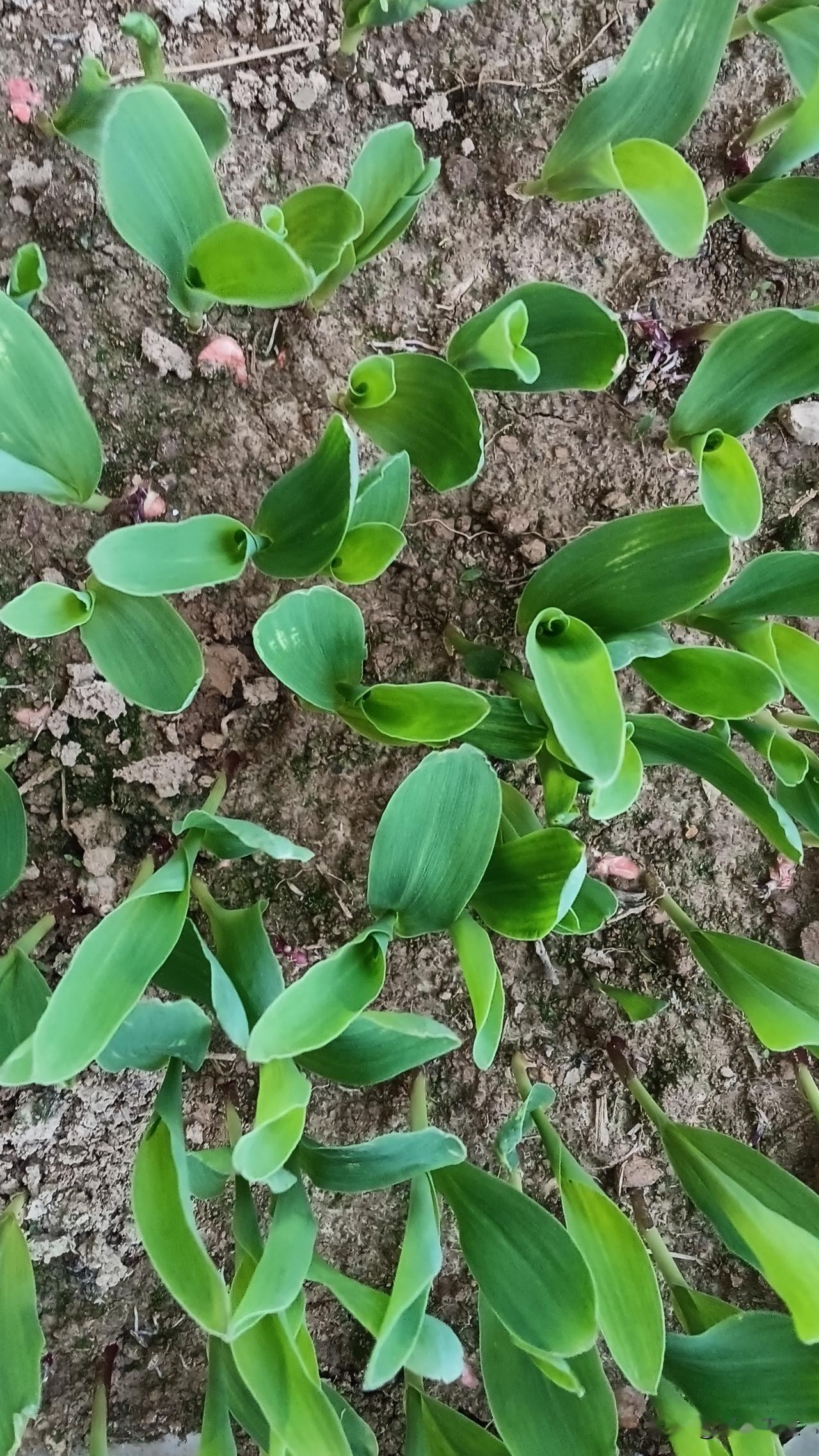 我家里种的玉米小秧苗几天工夫长得那么大了，再过几天可以种了，开心❤️玉米栽植 玉