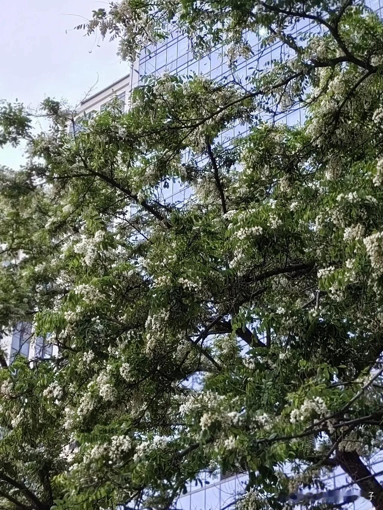 .人间四月芳菲尽，
公园刺槐花正娇。
好似银星撒满树，
风送浓香扑鼻来。