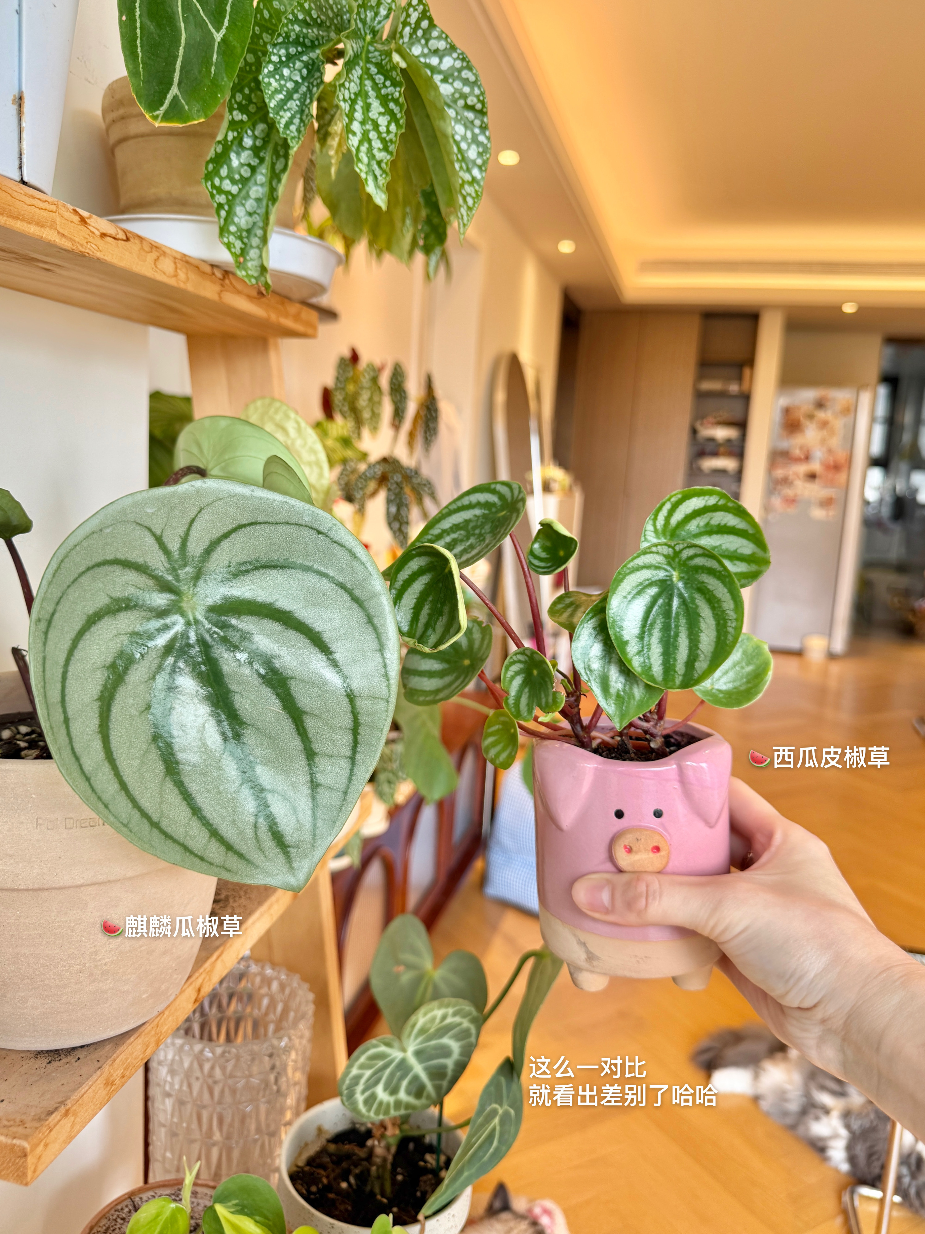 分享几颗可爱的小绿植🌳